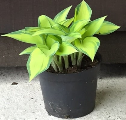 Hosta ‘June’