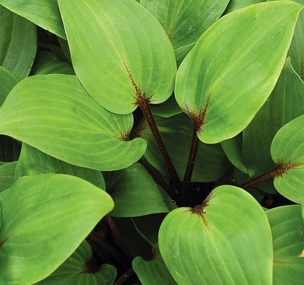 Hosta ‘Purple Heart’