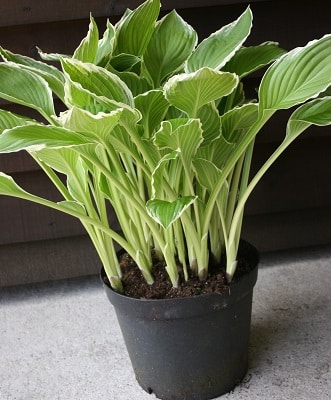 Hosta undulata var. albomarginata