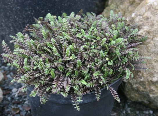 Leptinella squalida ‘Platt’s Black’