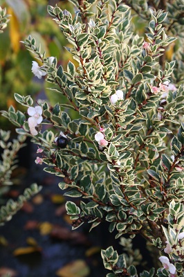 Luma apiculata ‘Glanleam Gold’