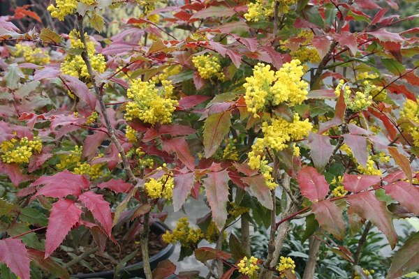 Mahonia aquifolium ‘Atropurpurea’