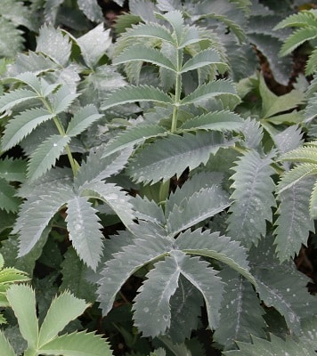 Melianthus major