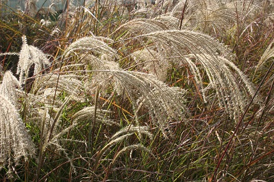 Miscanthus sinensis ‘Graziella’