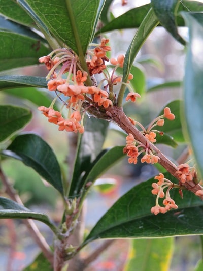 Osmanthus fragrans f. aurantiacus ‘Rubra’