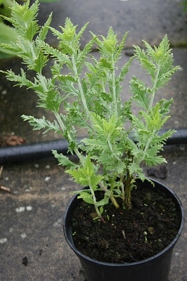 Perovski  atriplicifolia  ‘Blue Spire’