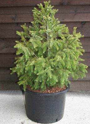 Picea breweriana