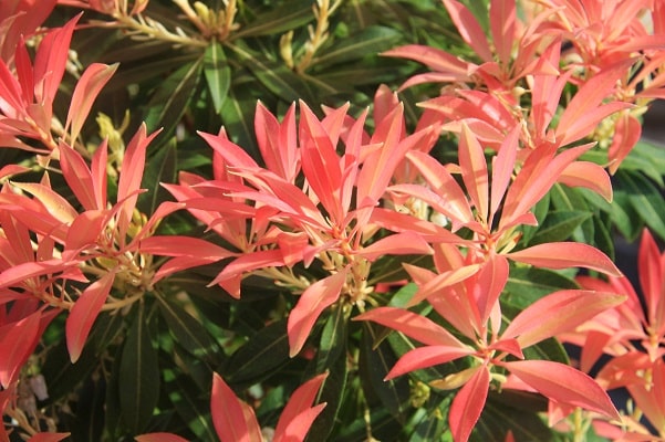 Pieris ‘Forest Flame’