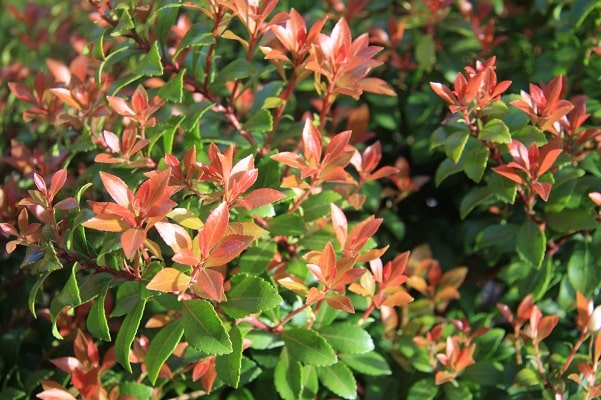 Pieris japonica ‘Little Heath Green’