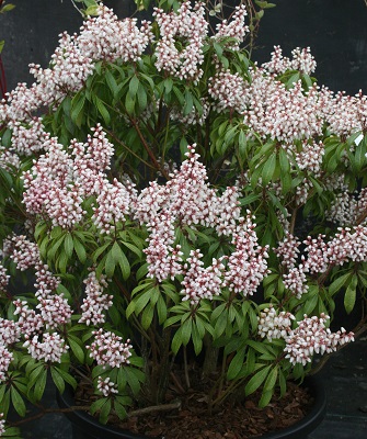 Pieris japonica ‘Bonfire’