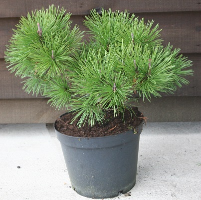 Pinus mugo ‘Pumilio’