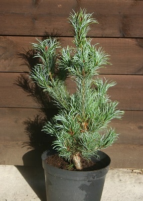 Pinus parviflora ‘Bergman’