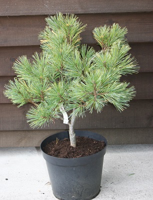Pinus strobus ‘Kruger’s Lilleput’