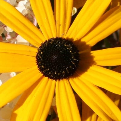 Rudbeckia fulgida var. deamii