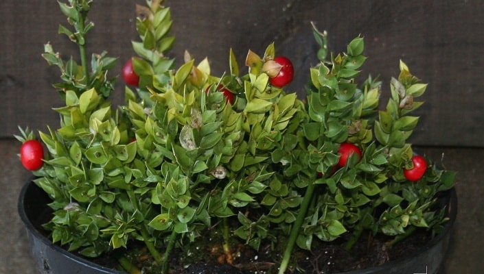 Ruscus aculeatus ‘John Redmond’