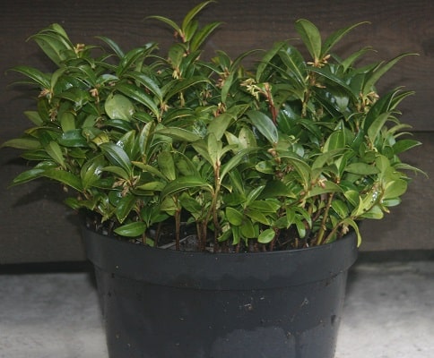 Sarcococca hookeriana var. humilis