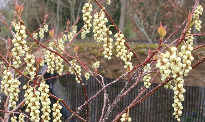 Stachyurus chinensis ‘Celina’