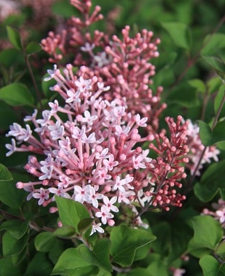 Syringa Bloomerang ‘Pink Perfume’