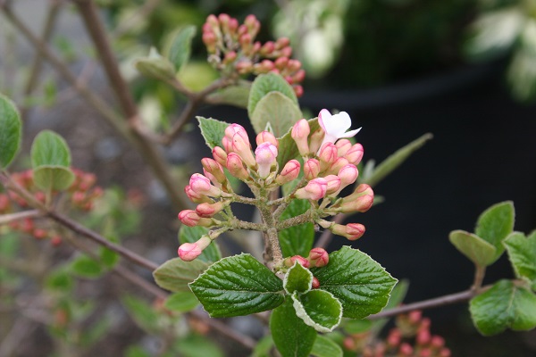 Viburnum x burkwoodii ‘Anne Russell’