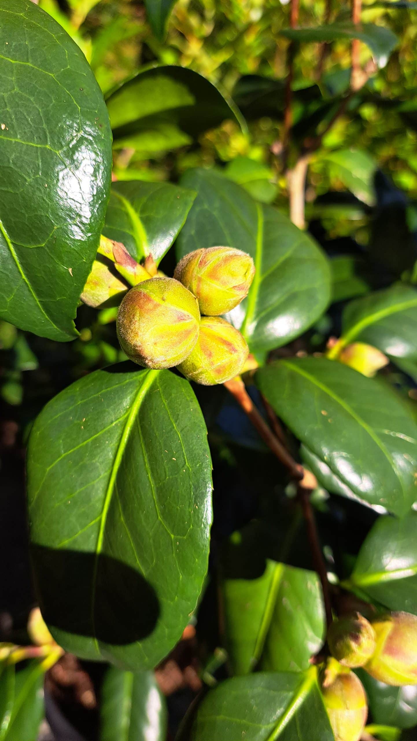 Camellia japonica ‘Adolphe Audusson’