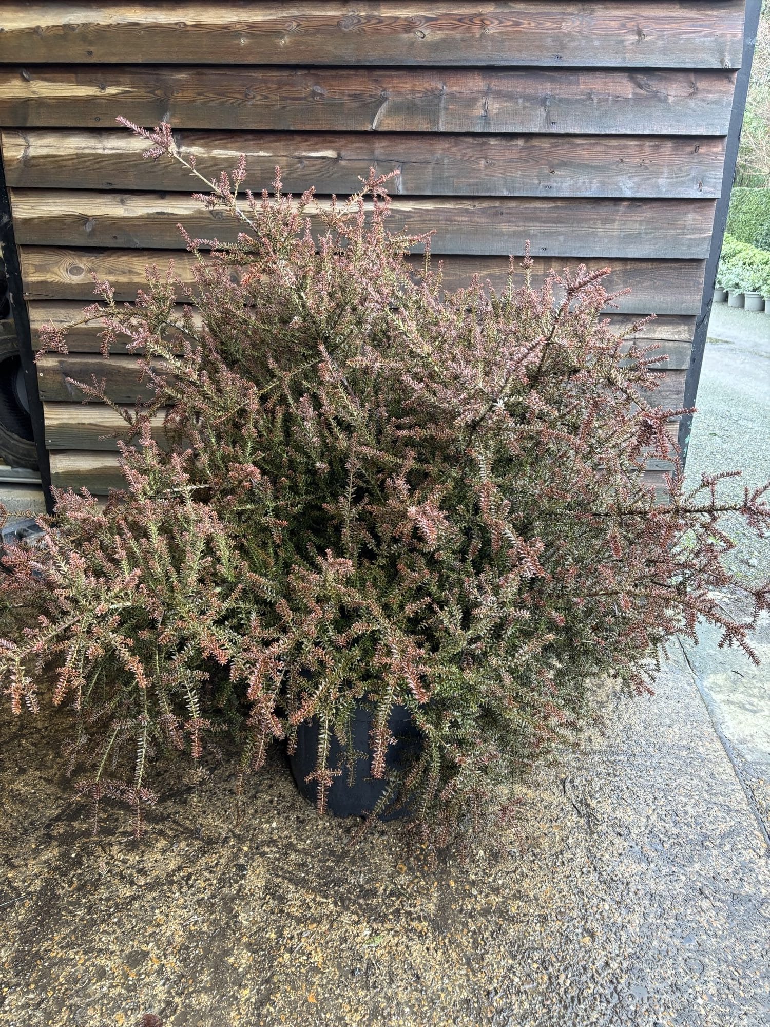 Podocarpus ‘Guardsman’